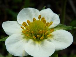 strawberry flower